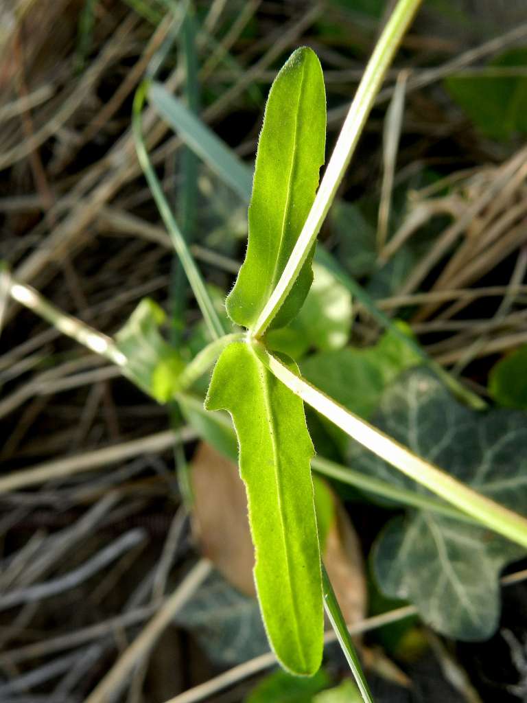 Valerianella sp.  (Caprifoliaceae)
